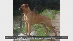 Top 10 Common Health Problems in Bullmastiff Dogs