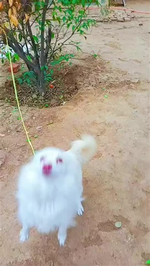 so cute and so beautiful Russian female dogs lover ❤️🫶❤️ for you page