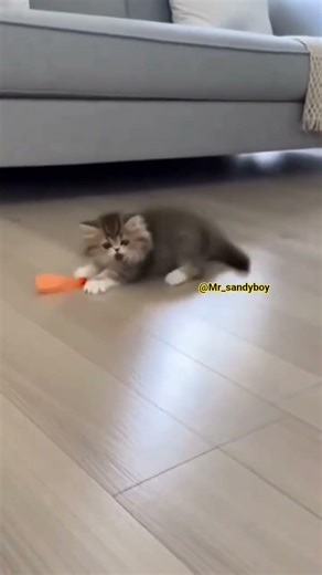 எவனோ வெடிவச்சிட்டான் #trending #funny #viral #viralvideo #shorts #shortsfeed #cute # #funniestvideo