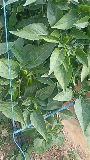 Bell paper in Green House farm #shorts