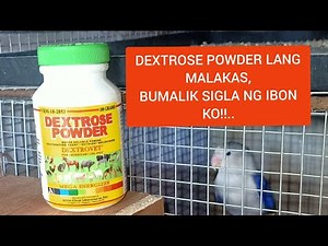 DEXTROSE POWDER LANG MALAKAS,BUMALIK ANG SIGLA NG IBON KO!!..