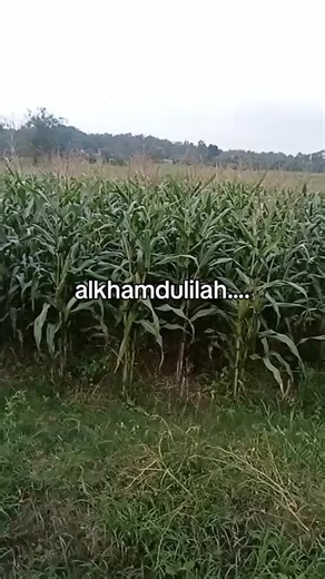 cinta (@cinta84.2)’s videos with Fall in Me - Official Sound Studio