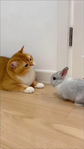 Cat meets rabbit for the first time❤️