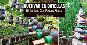 15 Plantas Que Puedes Cultivar En Botellas De Plastico En Casa - Ideas Verdes