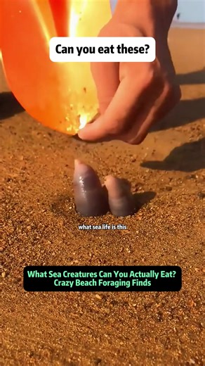 What Sea Creatures Can You Actually Eat? Crazy Beach Foraging Finds Ever wondered what you can safely eat when beach foraging? In this exciting ocean adventure, we explore real sea life found along the shore, from delicious seafood to dangerous and protected species you should NEVER touch. From peanut worms (known as 'underwater gold') to toxic pufferfish and mysterious sea slugs, every discovery brings a mix of excitement, risk, and education. Some creatures are incredibly tasty, while others c