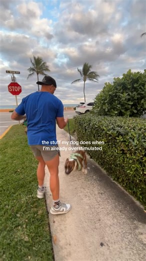 Overstimulated Dogs: A Hilarious Journey