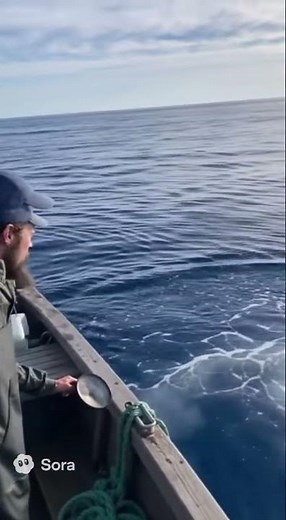 - Terrifying Shark Attack on Sailor: A True Survival Story! 🦈⚓️