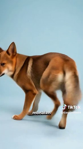 Fuchs und Hund: Eine interessante Kreuzung