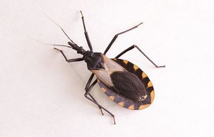 Doença de Chagas: o que é, sintomas, transmissão - Mundo Educação