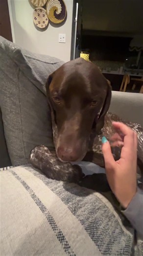 ASMR on My Dog: Gentle Tapping & Mouth Sounds