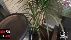 Robbo grabbing a nice carpet python from maudsland | Harrison's Gold Coast and Brisbane Snake Catcher