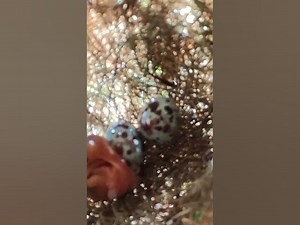 egg nestegg egglaying birds nestling eggproduction nature nest birdslover eggproduct