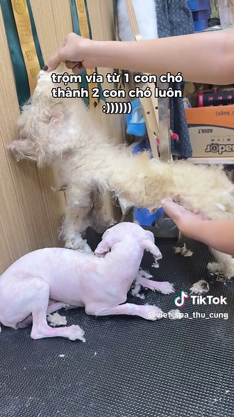 trộm vía quá tr :)))) #chamsocthucung #thucung #spathucung #poodle #viral