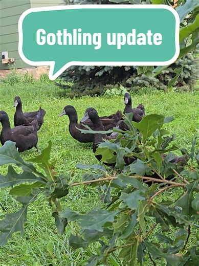 Hatching Goth Ducklings in Spring