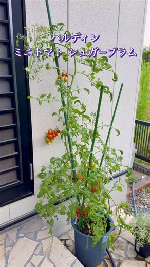 ハルディン ミニトマト シュガープラム #家庭菜園 #ミニトマト #夏野菜