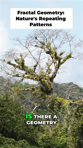 Bruce H. Lipton, Ph.D | Fractal geometry unlocks nature's complex patterns. Iterative designs reveal 'as above, so below' in math & biology. #FractalGeometry... | Instagram