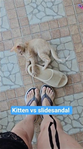 10 week old orange kitten Suki plays with a slide sandal 😹👣