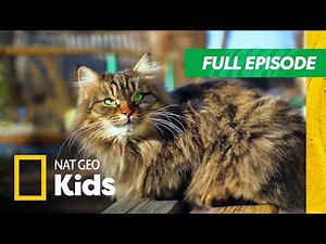 Super Awesome Pets | Super Animals Full Episode | Nat Geo Kids