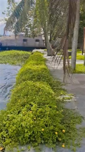 #song #beach #like #subscribe #shorts #shortvideo #bankebihari 🥰🥰🥰🥰🙏🙏🔱🥰