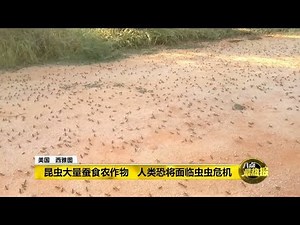 Prime Talk 八点最热报 01/10/18 - 天气热导致昆虫胃口大开蚕食农作物
