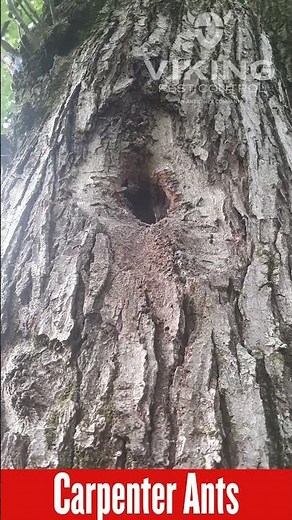 Carpenter Ants in Action