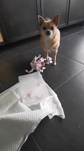Harley la petite chichi :"Youppi !!! Z'ai réussi !" #harleylapetitechichi #chihuahua #suisse #switzerland #schweiz #Svizzera #jeux #game | Harley la petite chichi