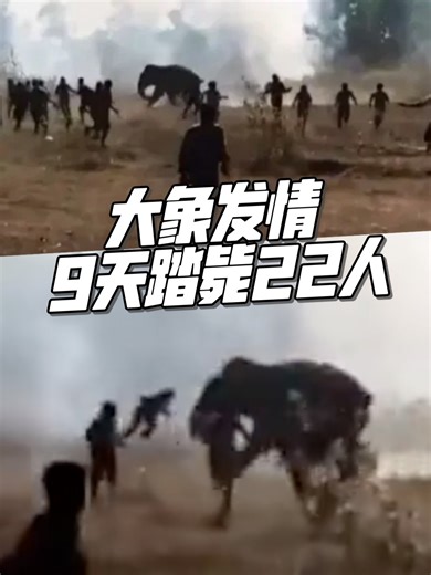 大象发情引发的悲剧：9天内夺走22条人命