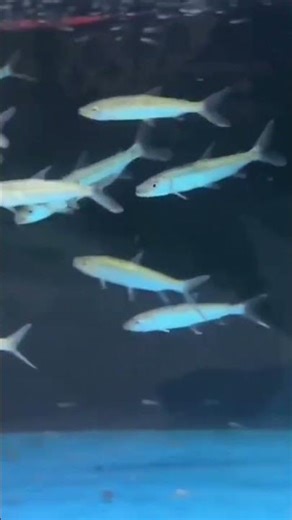 Goliath Tigerfish #fishing #fish #aquarium #sorotan #predator #predatorfish #shorts #shortvideo