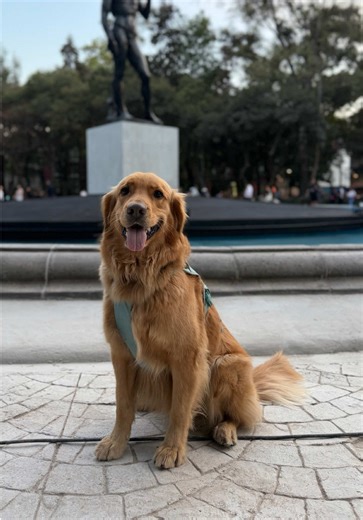 Inauguración del Parque para Perros Golden Retriever