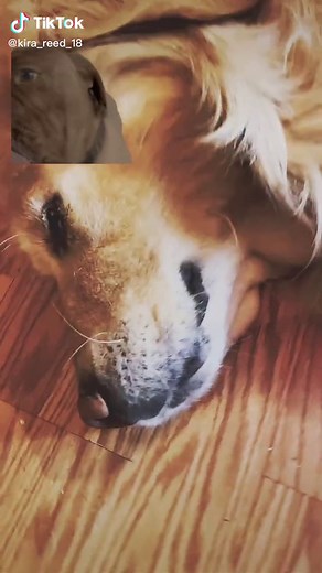 #cutedog#fluffy#digbog
