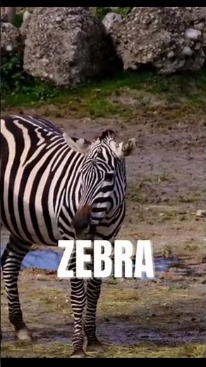 Real Zebra Sound in Nature | Wildlife Animal Sound #shorts #wildlife