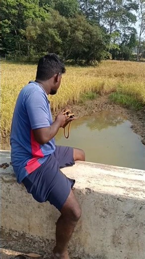 SLINGSHOT BIRD 🐦 HUNTING VIDEO #slingshot #birdhunting