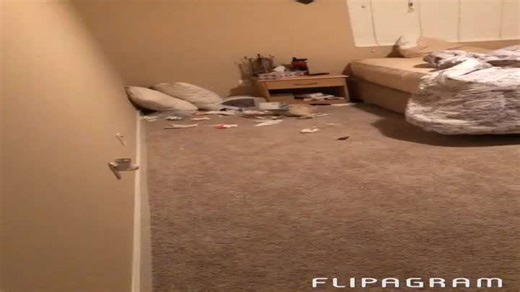 Dog Destroys Tissues and Gets Stuck in the Box