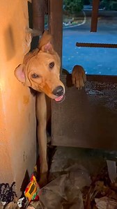 A Dog was Rescued after being Stuck in an iron gate. | Dog Stuck #dogStuck #dogrescue #dogtrapped | Star Network Rescue