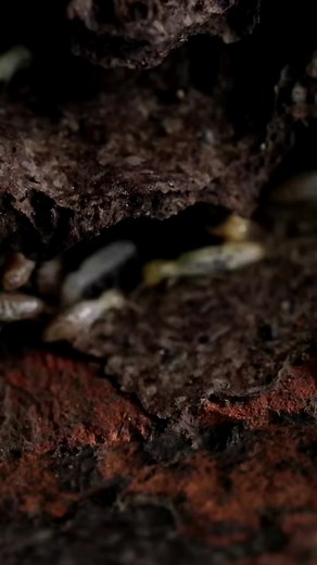 AntsCanada on TikTok