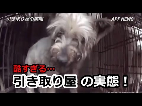 【虐待】酷すぎる…「犬猫引き取り屋の実態」