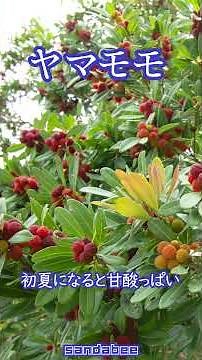 ヤマモモのすごいパワーと花粉症の話
