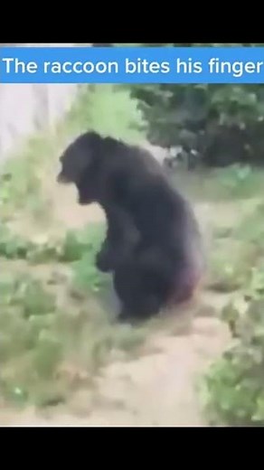 chimpanzee MAD when raccoon bites finger