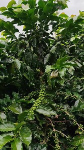 17K views · 402 reactions | CULTIVNDO CAFÉ CATIMOR BOLO #cafe #cafeteros #agriculture #cafetalero | ING. Carlos esparraga | Facebook