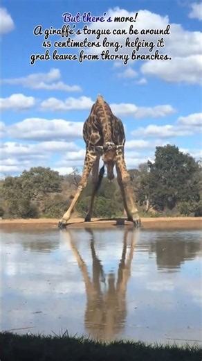 Giraffe’s Body Is Built Like a Superpower! #Giraffe #AnimalFacts #AnimalShorts #Facts #Shorts #new