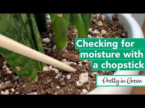 How to Check Soil Moisture with a CHOPSTICK | Houseplant How-to 004