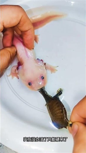 Hexagonal Dinosaur Salamander Tortoise