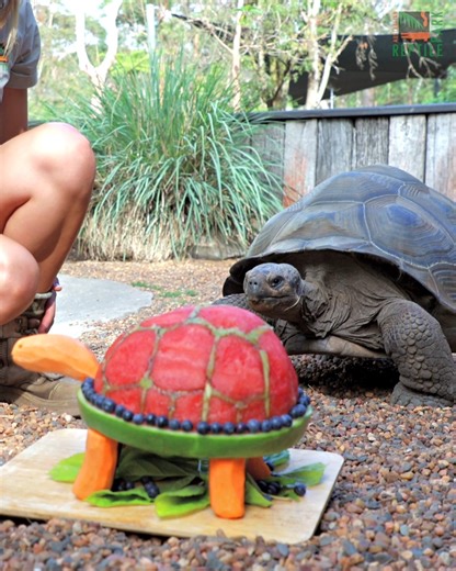Keepers have outdone themselves once again with Estrella the Galapagos Tortoise's 23rd birthday 'cake'! 🐢🎂 Made from her favourite foods - watermelon, sweet potato, blueberries and kiwifruit - it went down a treat! 🍉🥝 After she was done devouring her tort-ally awesome cake, Estrella went for her daily walk throughout the Park to say hello to our visitors 💚 | Australian Reptile Park