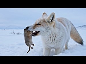 Life of the Arctic Fox in the Frozen Arctic Wilderness | Arctic fox documentary