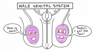 Male Genital System