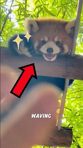 Red Pandas are just too cute to handle!