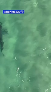 1.3M views · 4.8K reactions | Two men have been seen paddling over a great white shark yesterday at Lighthouse Beach, Port Macquarie. #NBNNews | NBN Television | Facebook