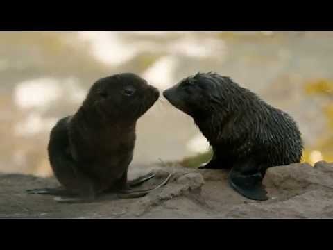 Things to do – Dunedin, New Zealand