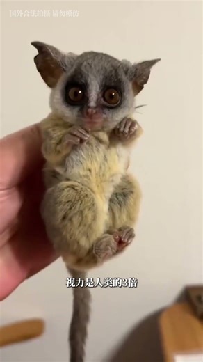 Cute Baby Monkey Adventures: A Journey into the Wild