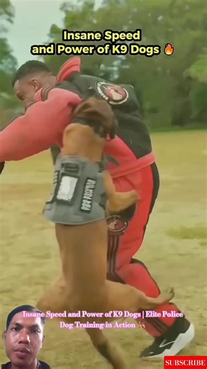 Insane Speed and Power of K9 Dogs | Elite Police Dog Training in Action 🐕‍🦺 #dogcoach #k9master